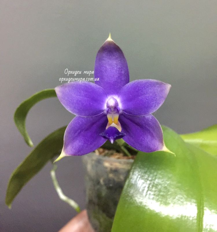 Голубая орхидея Phal. Violacea Indigo